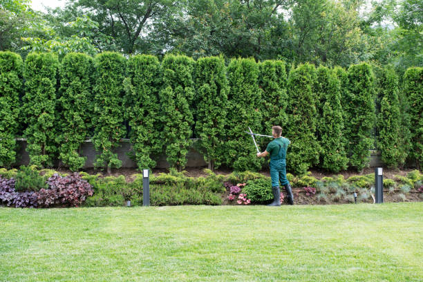 Professional Tree Services in Turners Falls, MA